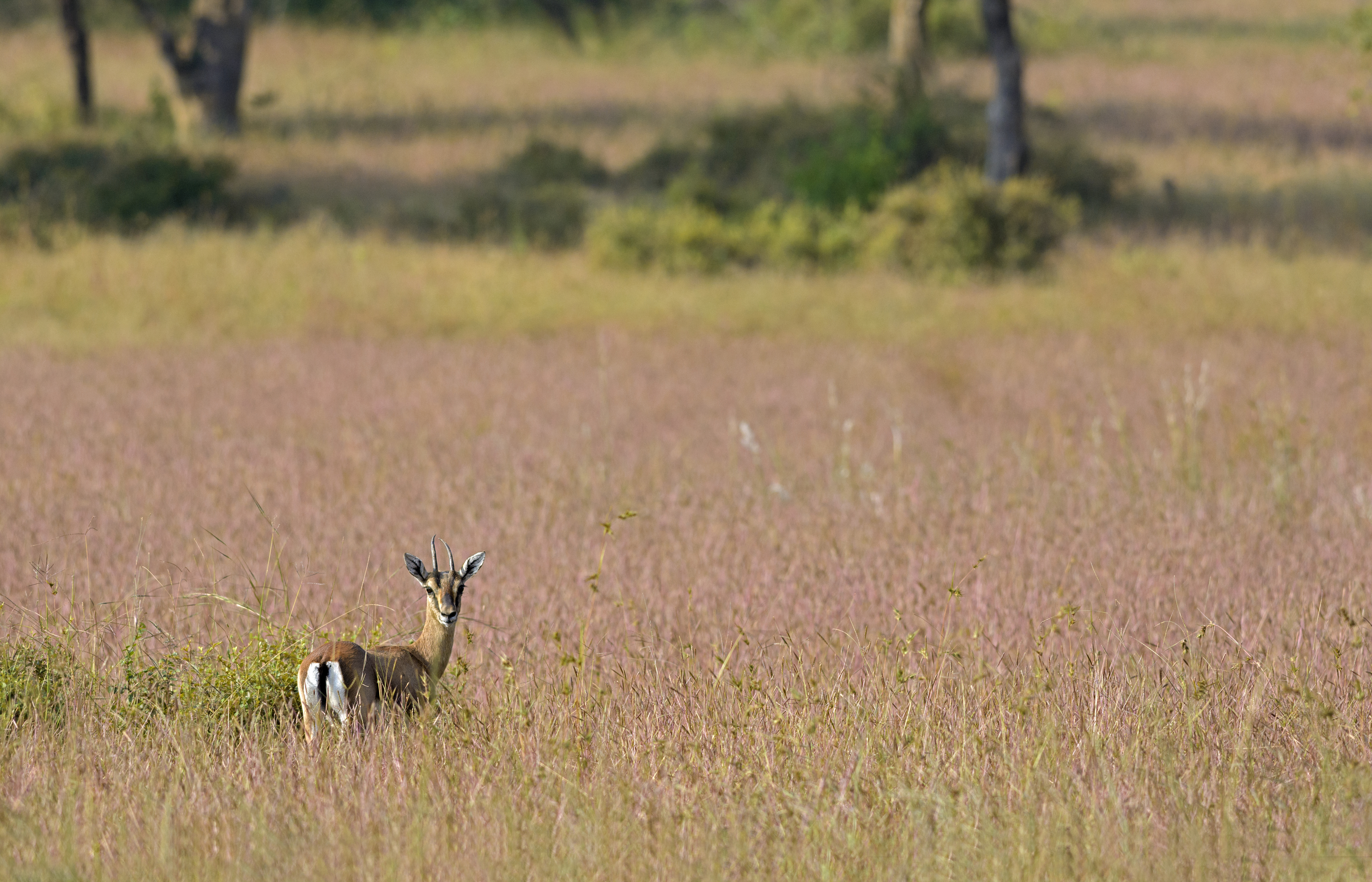 Photo from 11-Day Central India Tiger Safari: Kanha, Pench & Tadoba Wildlife Expedition safari tour